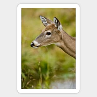 White -tailed Deer Sticker